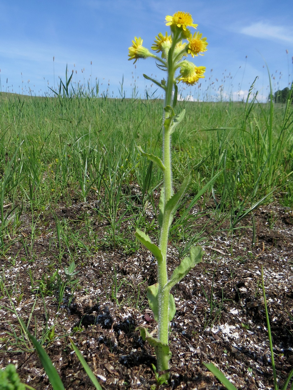 Изображение особи Tephroseris palustris.