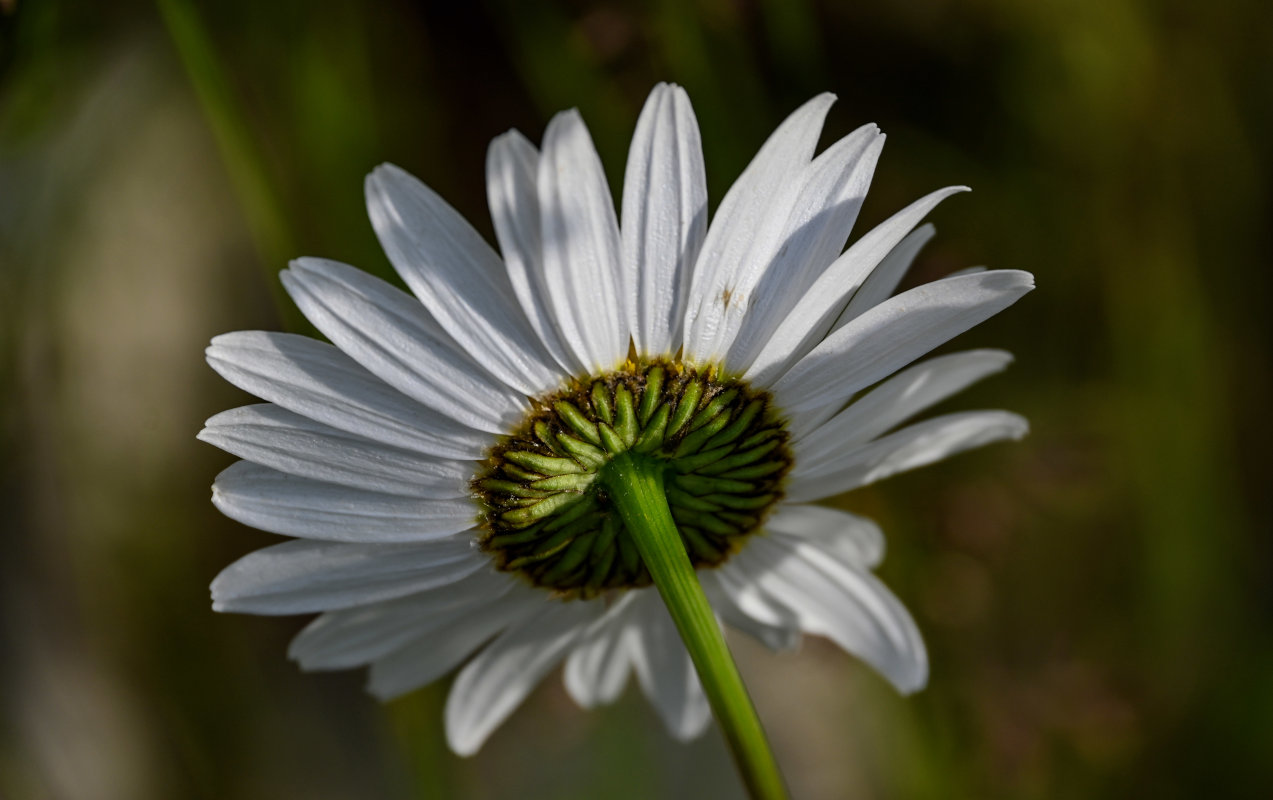 Image of Leucanthemum vulgare specimen.