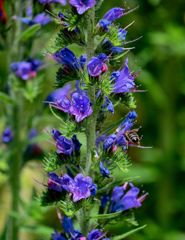 Изображение особи Echium vulgare.