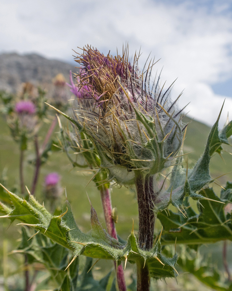 Изображение особи Cirsium pugnax.