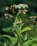 Conioselinum chinense