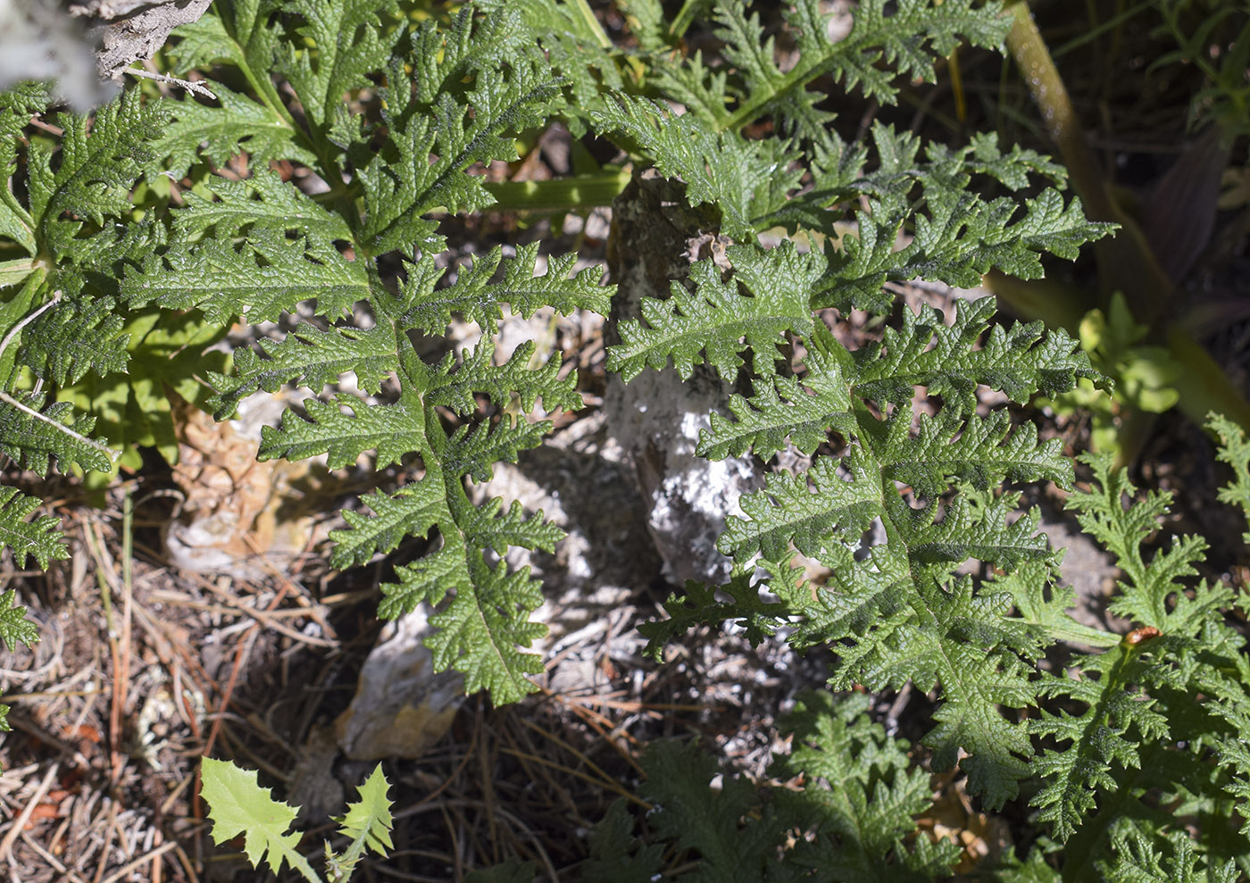 Image of Thapsia villosa specimen.