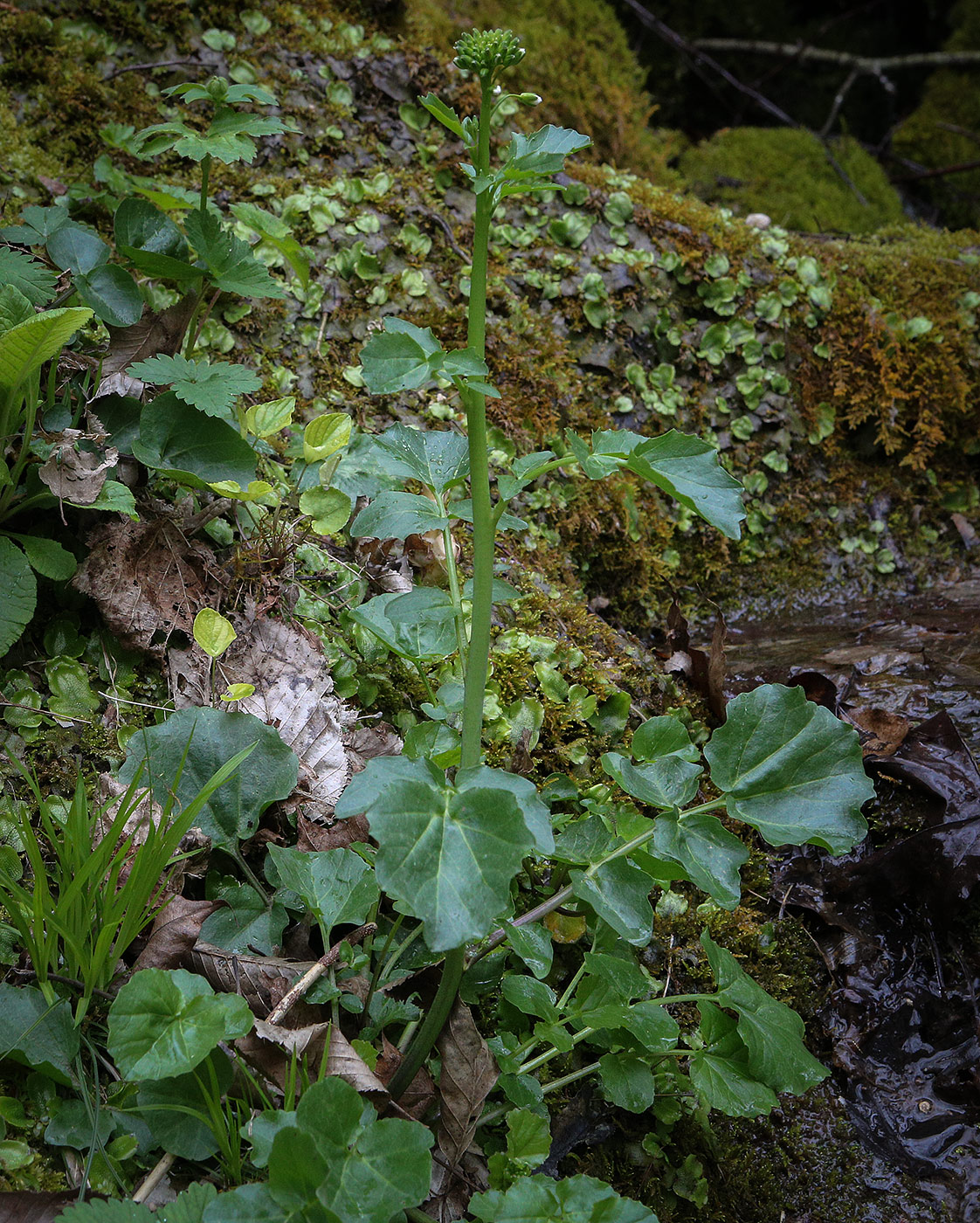 Image of Cardamine lazica specimen.