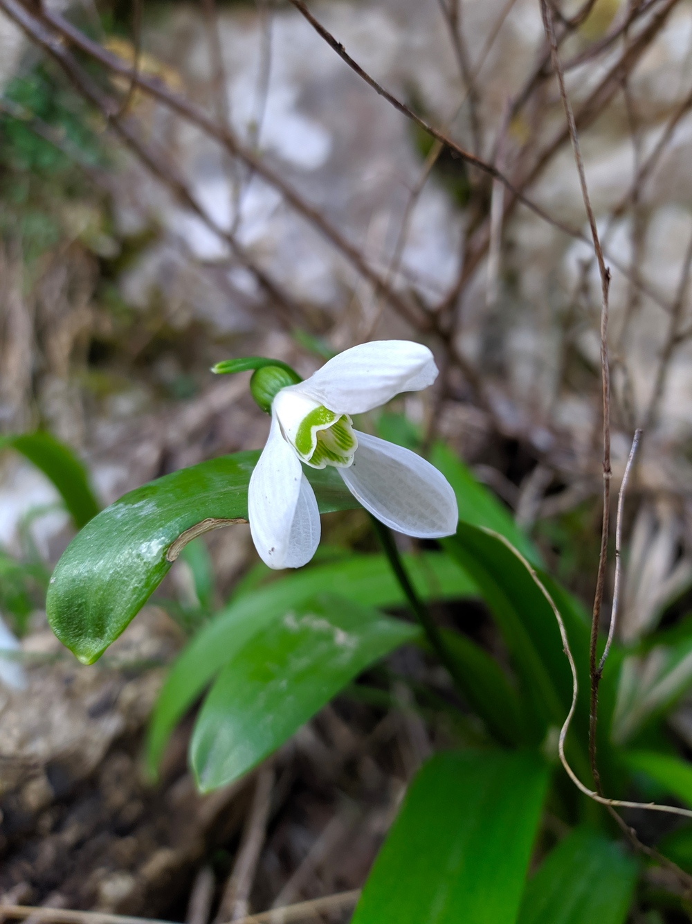 Image of Galanthus woronowii specimen.