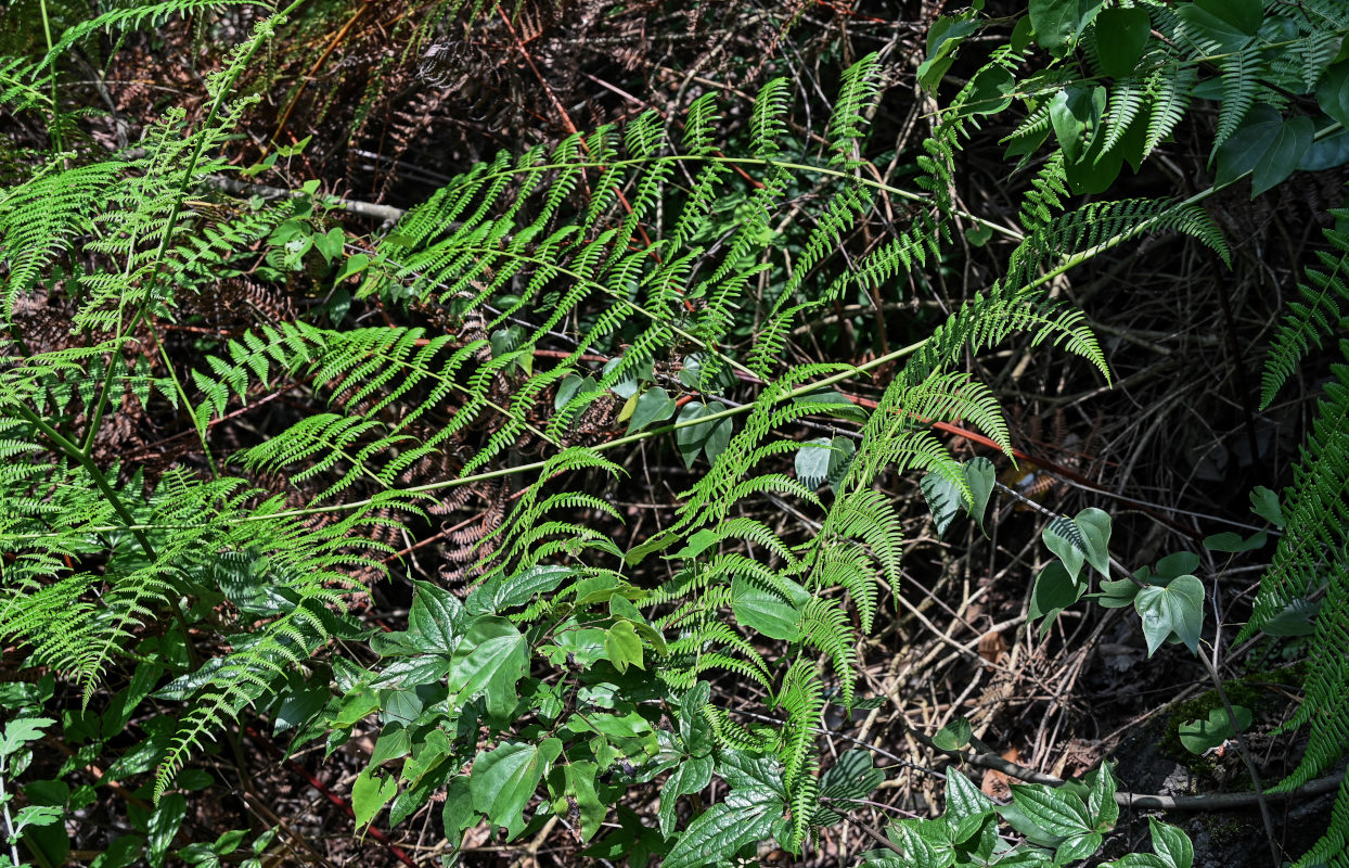 Изображение особи Pteridium esculentum.