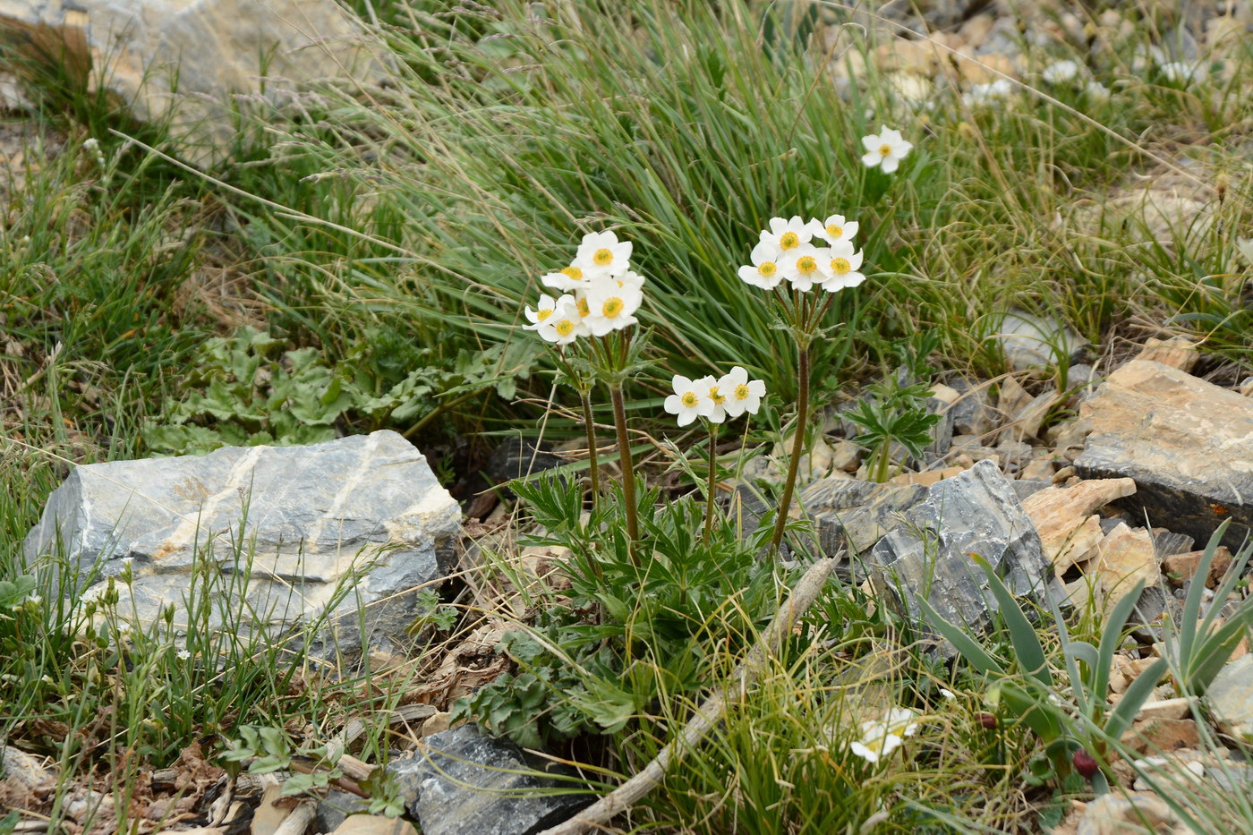 Image of Anemonastrum protractum specimen.