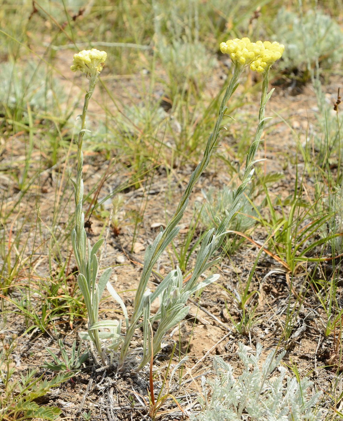 Image of Helichrysum maracandicum specimen.