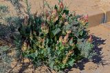 Rumex vesicarius. Плодоносящее растение в сообществе с Tamarix. Египет, мухафаза Эль-Гиза, окр. г. Дахшур, у дороги. 29.04.2023.