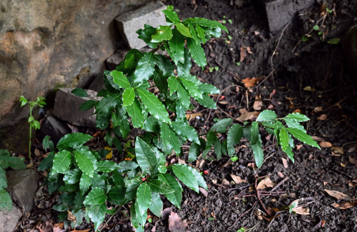 Изображение особи Laurus nobilis.