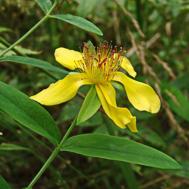 Image of Hypericum gebleri specimen.