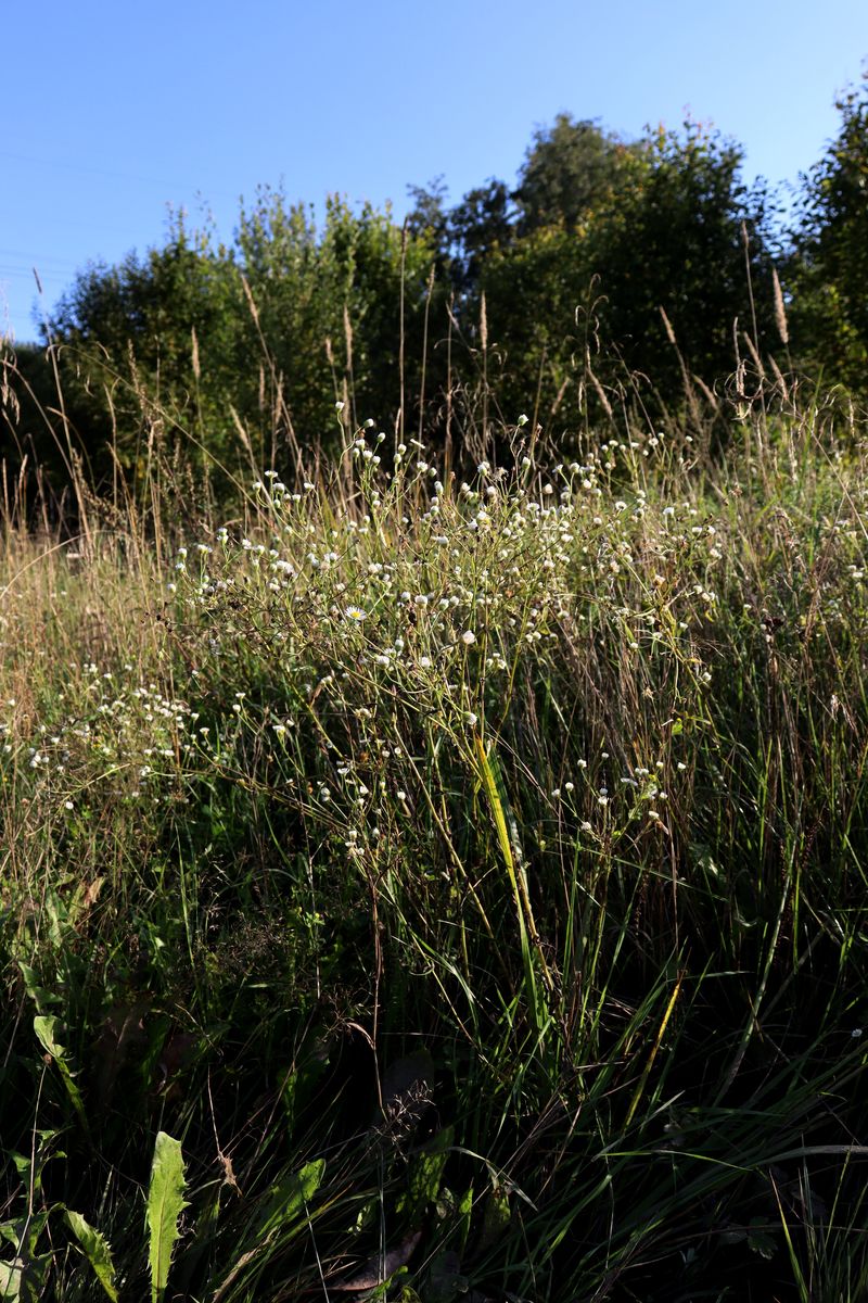 Image of Erigeron annuus specimen.