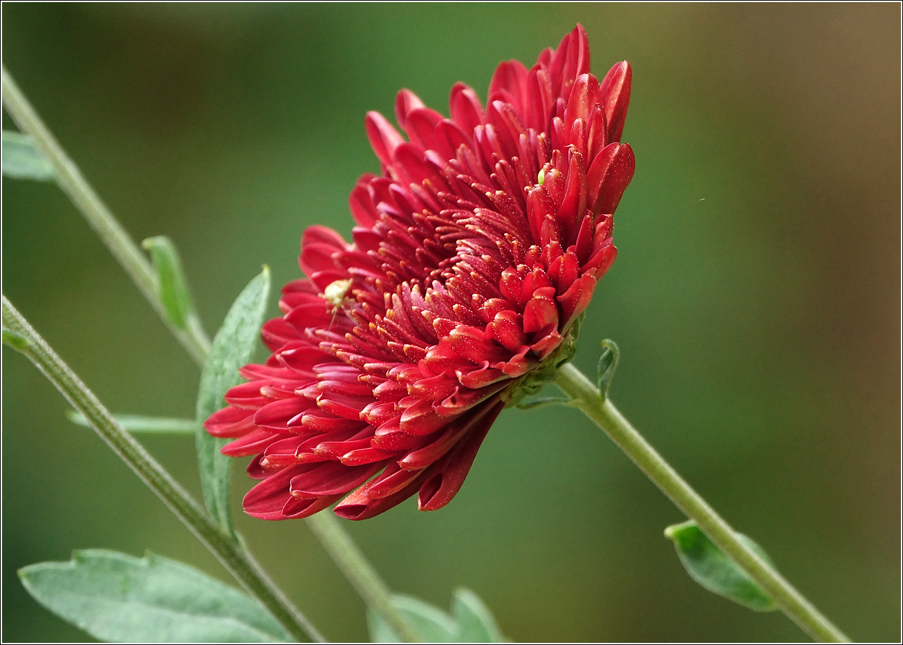 Image of Chrysanthemum indicum specimen.