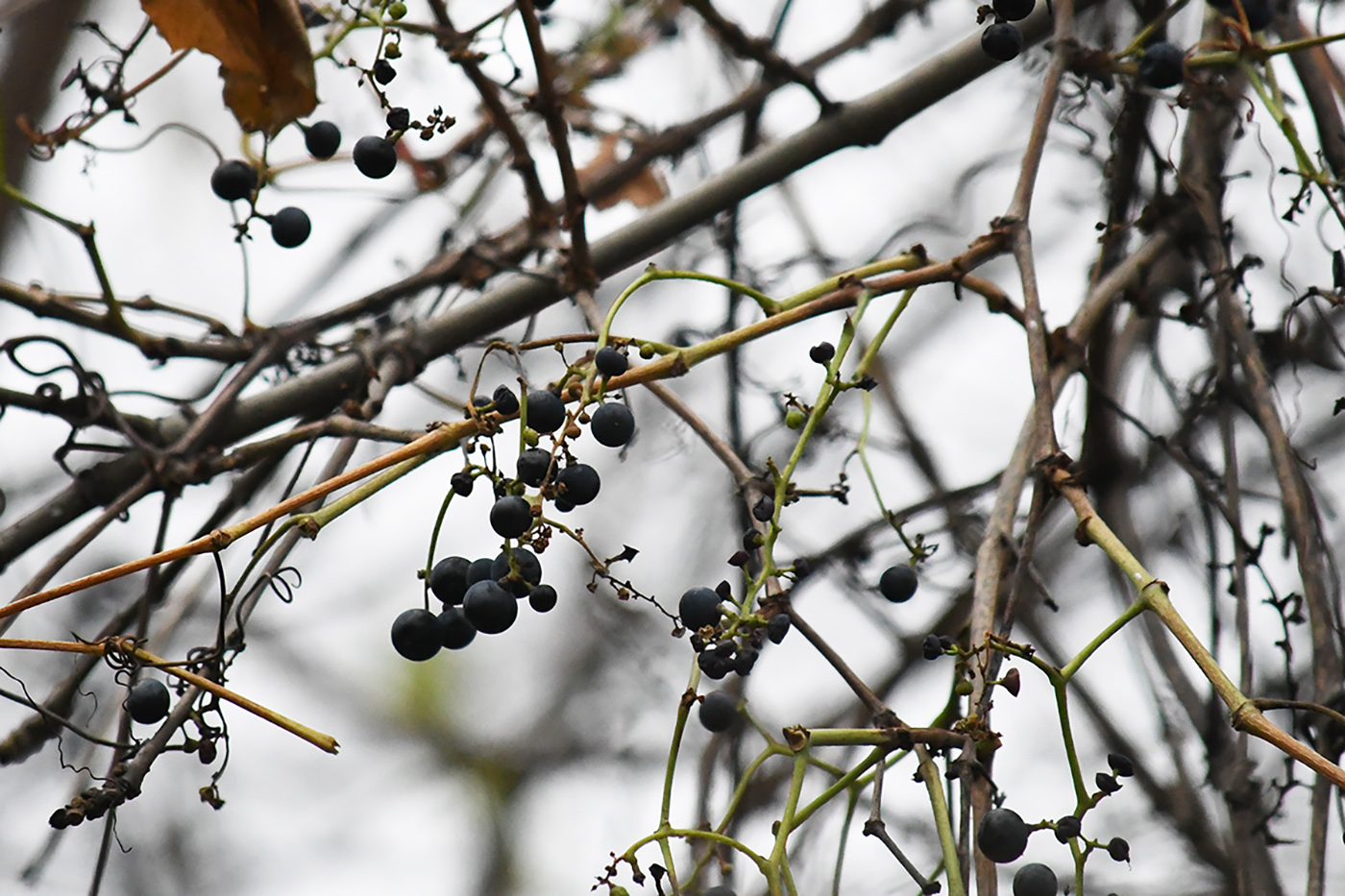 Image of genus Vitis specimen.