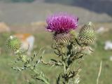 Cirsium ciliatum. Верхушка растения с соцветиями в разной степени развития и мухой. Кабардино-Балкария, Черекский р-н, окр. с/п Верхняя Балкария, левый борт долины р. Хашхасу, ≈ 1800 м н.у.м., горный луг, используемый под выпас. 29.07.2024.