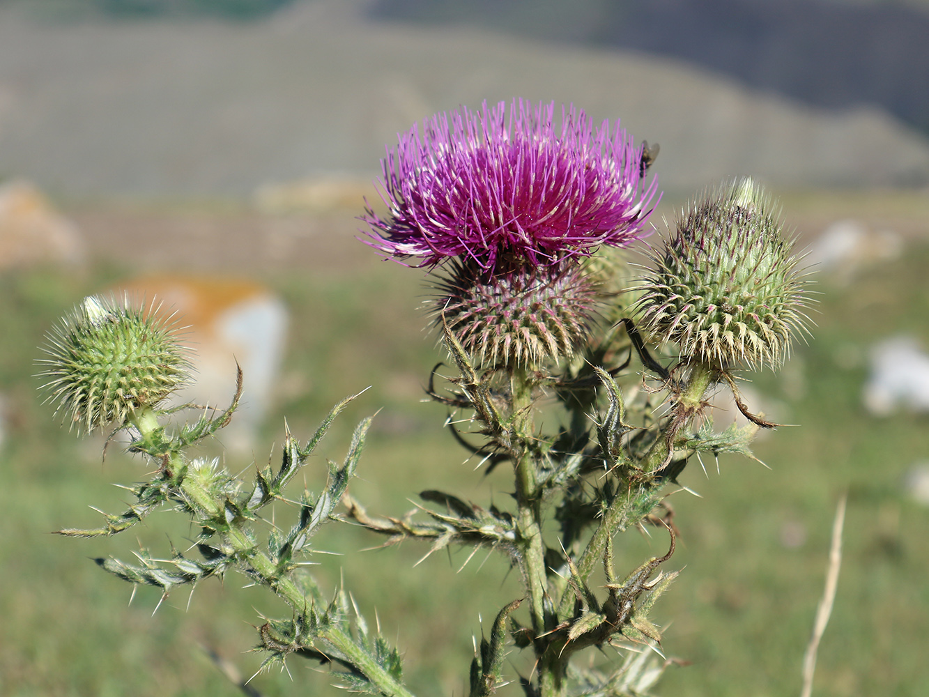 Image of Cirsium ciliatum specimen.