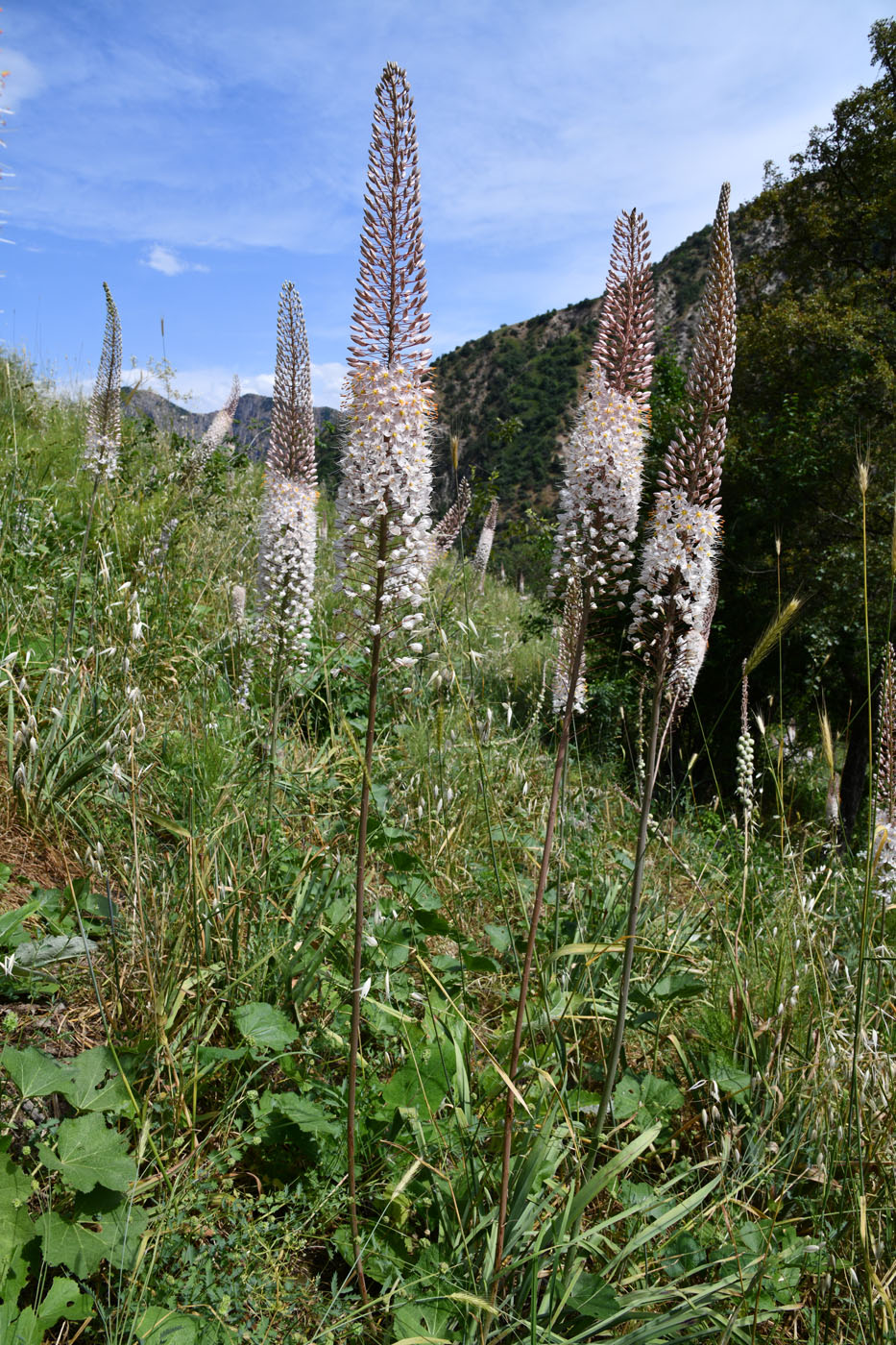 Изображение особи Eremurus robustus.