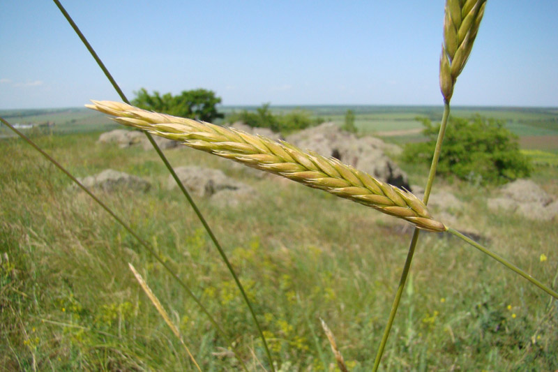 Изображение особи Psathyrostachys juncea.