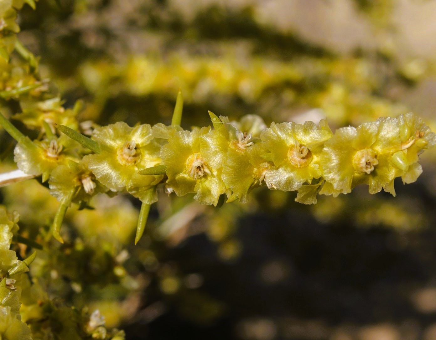 Изображение особи Salsola arbuscula.