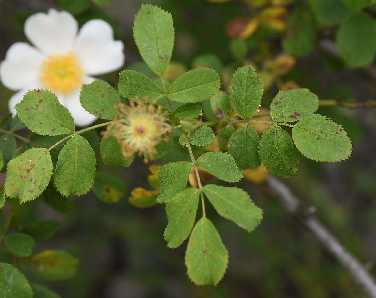 Image of genus Rosa specimen.