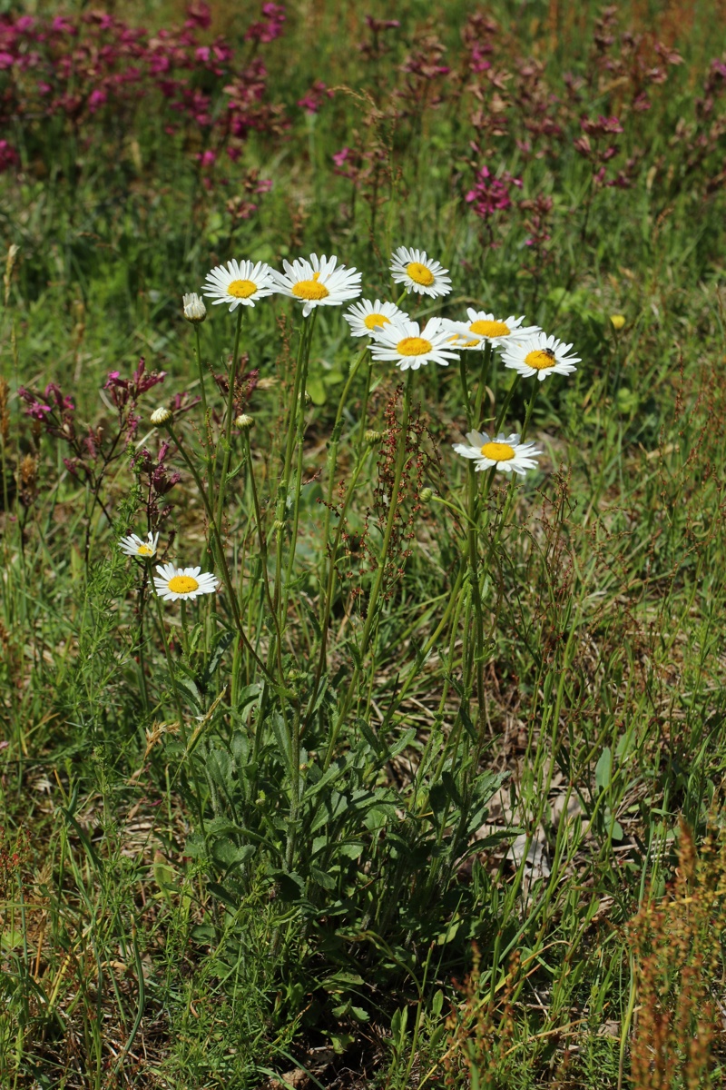 Image of Leucanthemum ircutianum specimen.