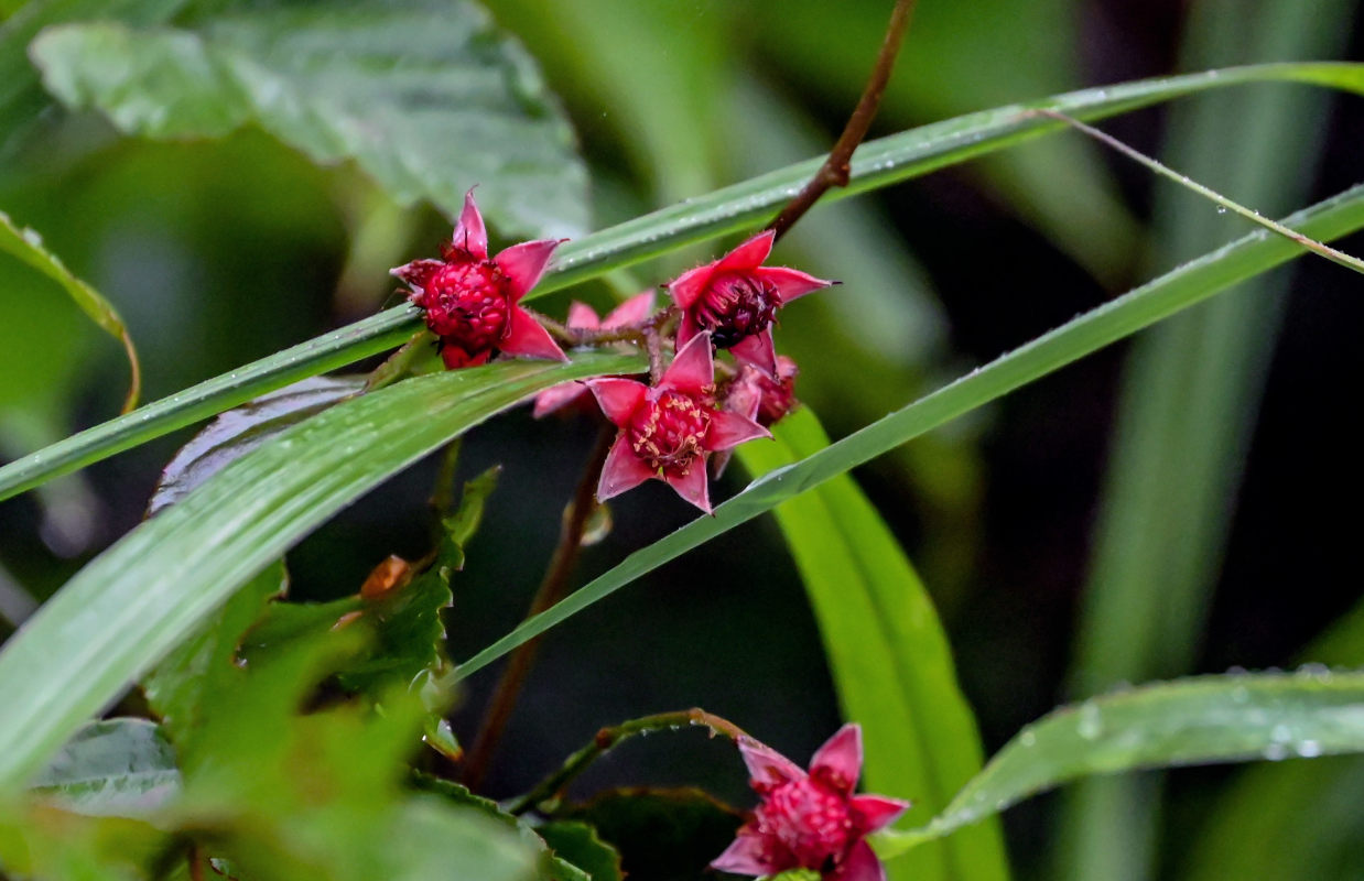 Image of Rubus swinhoei specimen.