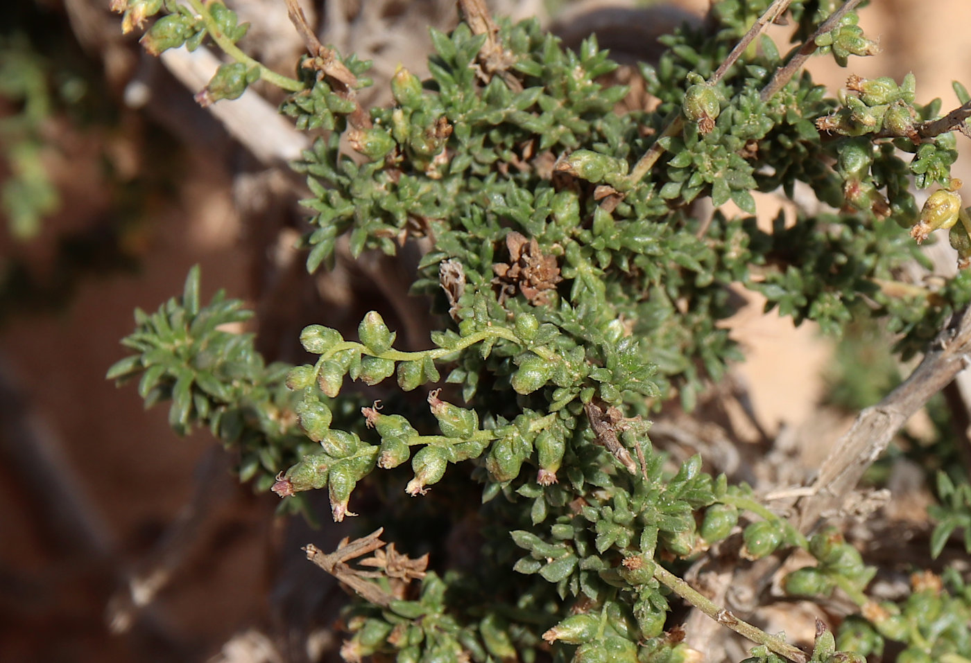 Image of Artemisia monosperma specimen.