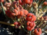 Ephedra distachya
