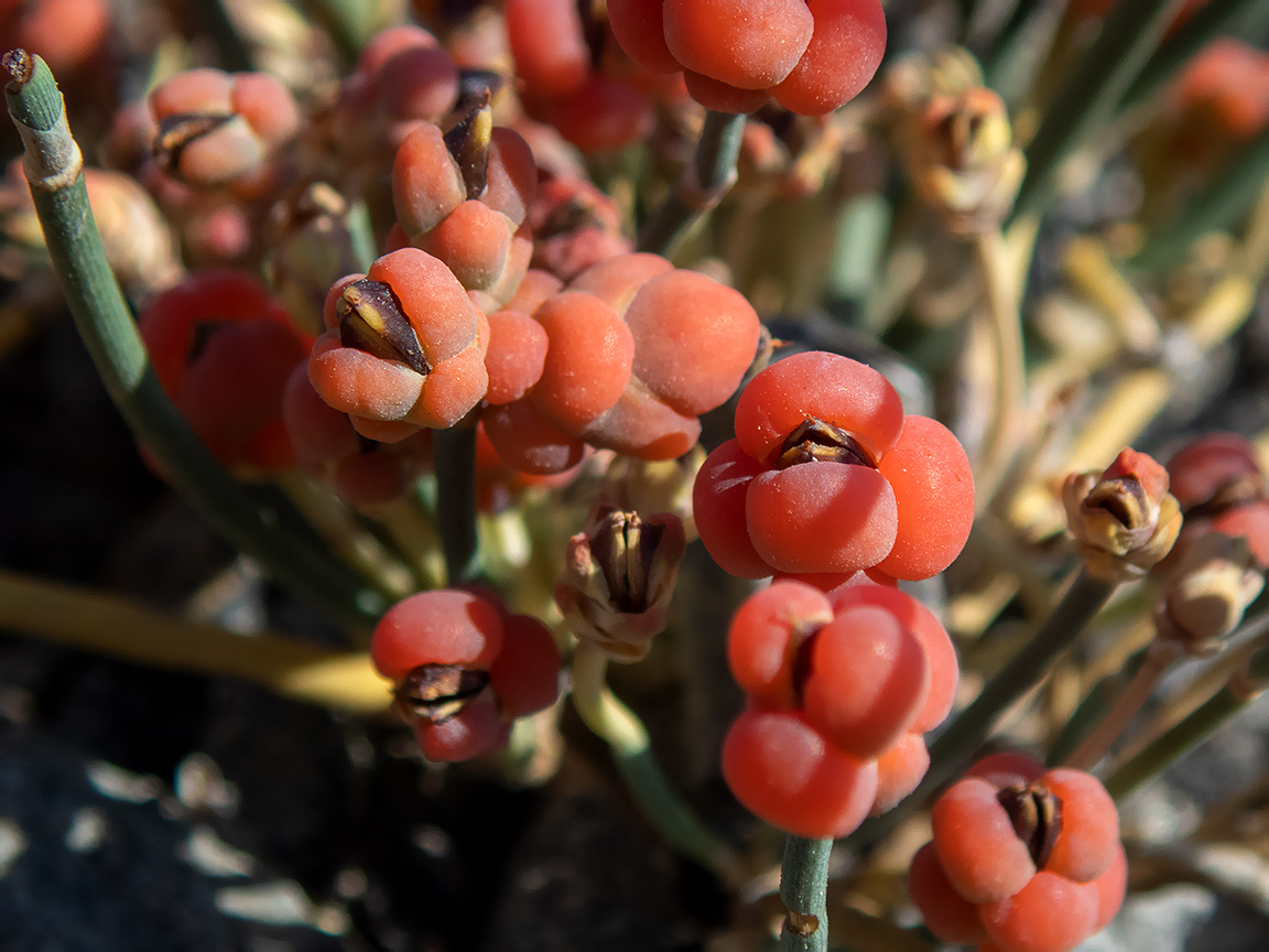 Image of Ephedra distachya specimen.
