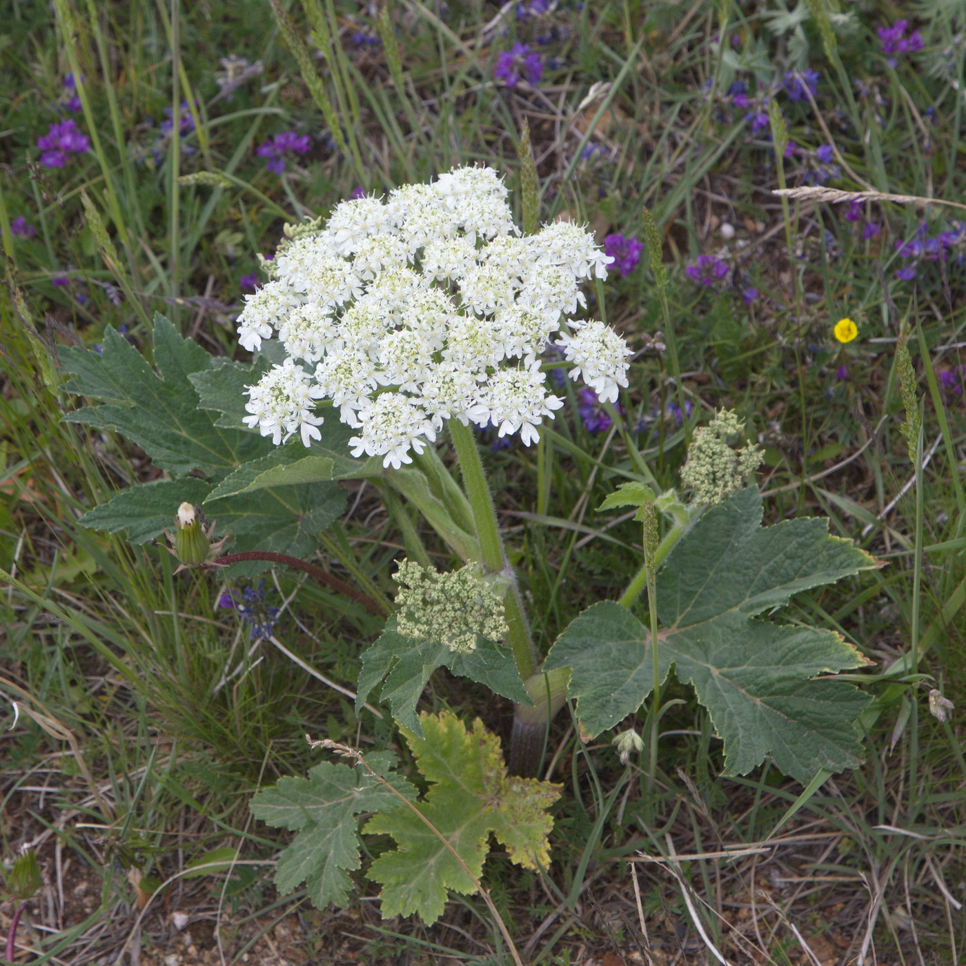 Image of Heracleum dissectum specimen.