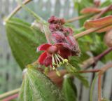 View full-size image Acer circinatum