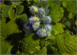 Смотреть изображение Chelidonium majus