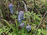 Смотреть изображение Corydalis turtschaninovii