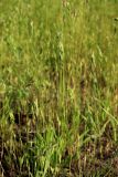 View full-size image Bromus hordeaceus