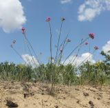 Смотреть изображение Dianthus platyodon