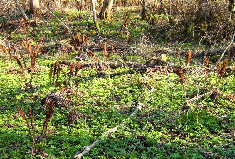 Изображение особи Matteuccia struthiopteris.