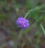 View full-size image Knautia arvensis