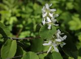Смотреть изображение Amelanchier alnifolia