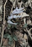 Corydalis repens. Цветущее растение. Владивосток, Ботанический сад-институт ДВО РАН. 9 апреля 2011 г.