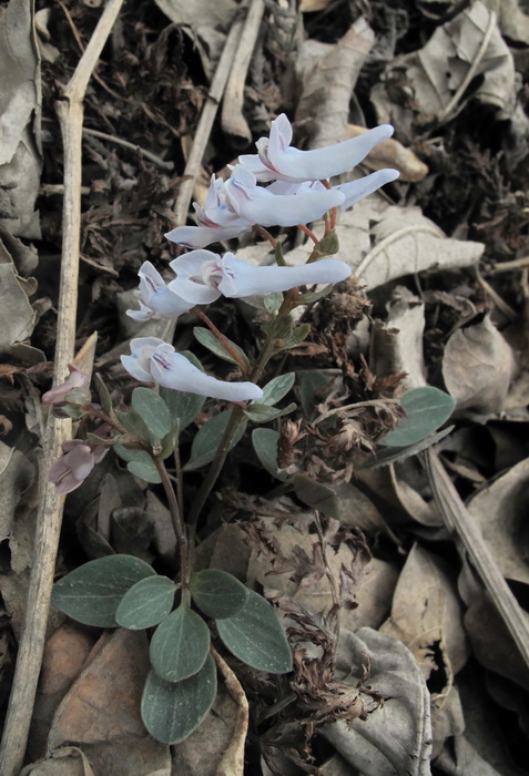 Image of Corydalis repens specimen.