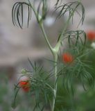 View full-size image Lepidium vesicarium