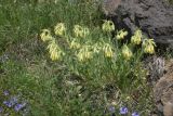View full-size image genus Onosma