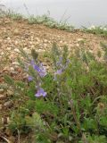 Veronica capsellicarpa. Цветущее растение. Крым, Балаклава, приморский склон. 1 мая 2011 г.