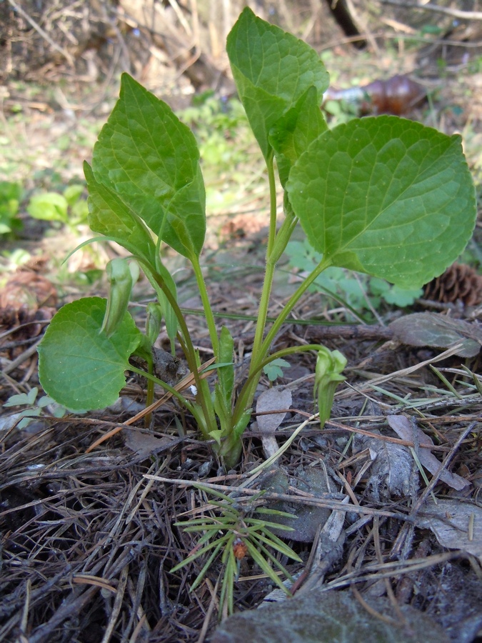 Image of Viola mirabilis specimen.