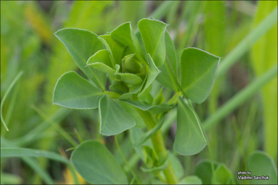 Изображение особи семейство Fabaceae.