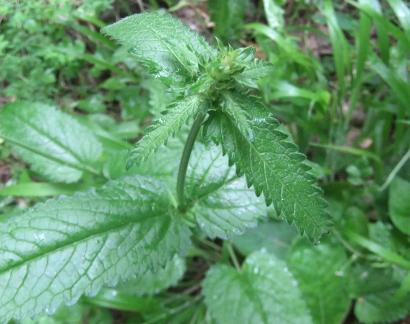 Изображение особи Betonica officinalis.