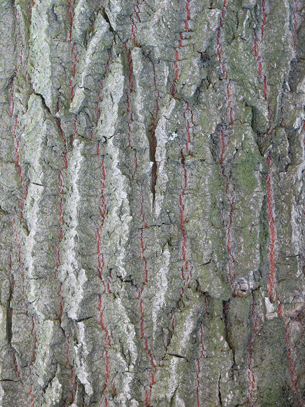 Image of Populus alba specimen.