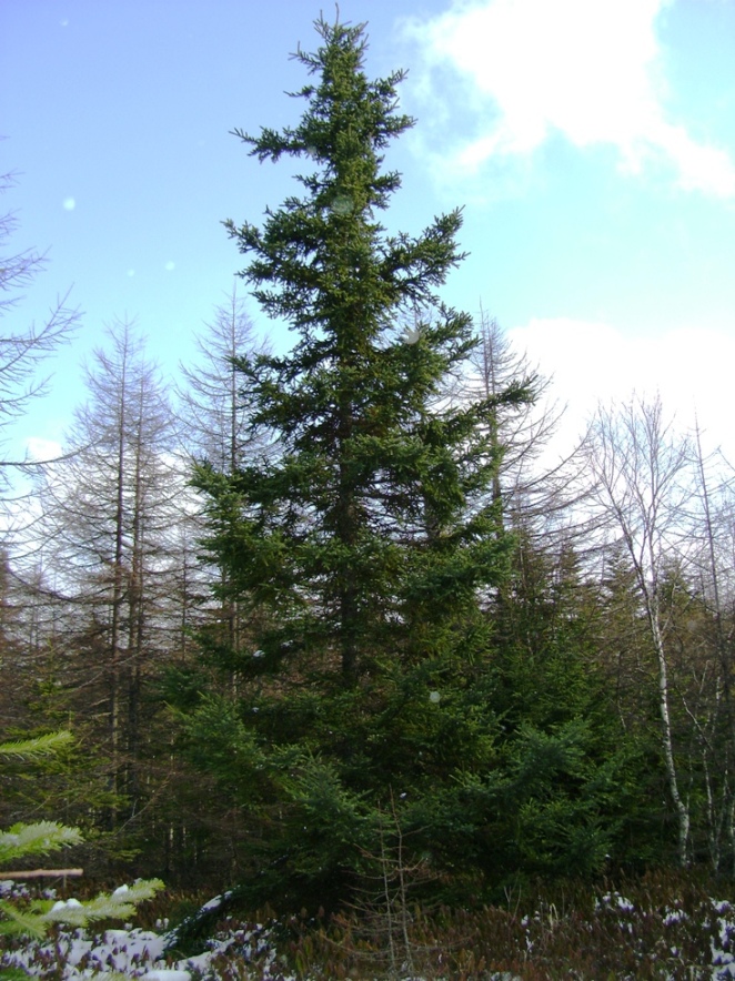 Изображение особи Picea glehnii.
