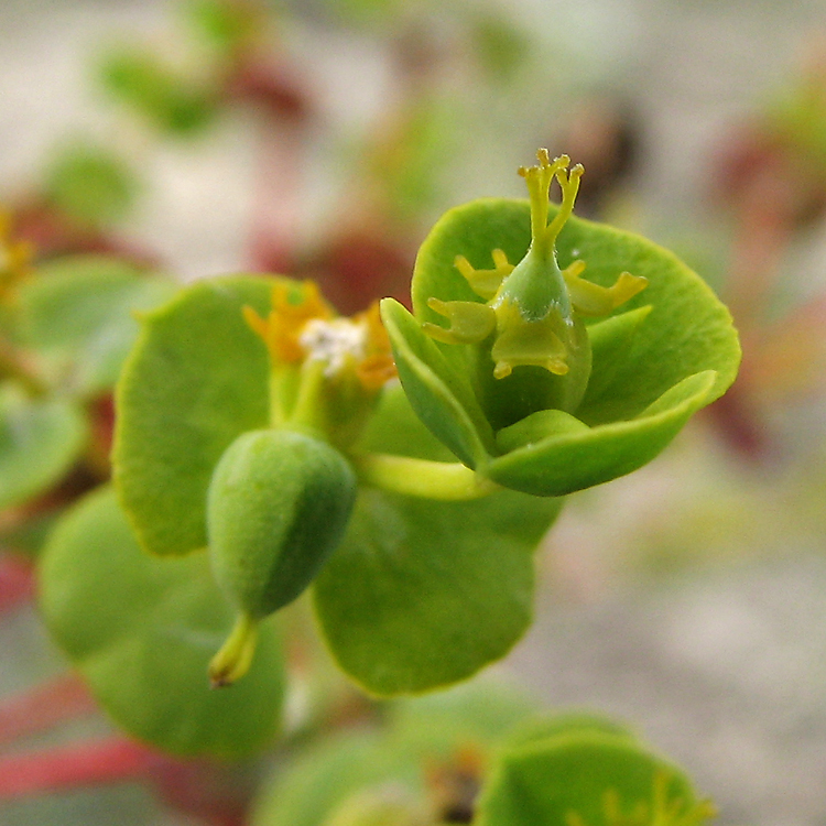 Изображение особи Euphorbia petrophila.