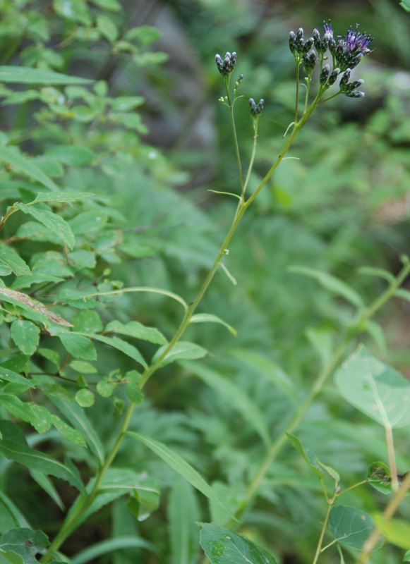 Image of Saussurea parviflora specimen.