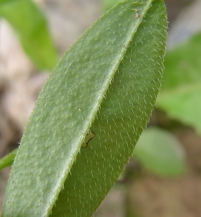 Image of genus Myosotis specimen.